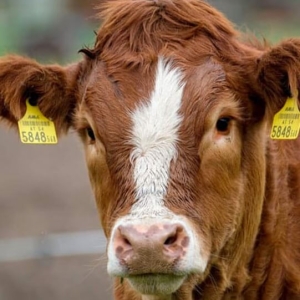 Une vache marron d'élevage, avec des étiquettes d'identification aux oreilles.