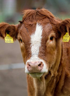 Une vache marron d'élevage, avec des étiquettes d'identification aux oreilles.
