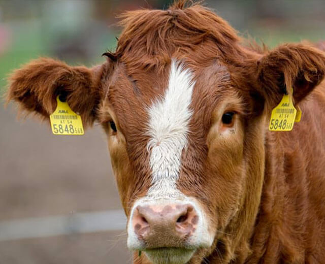 Une vache marron d'élevage, avec des étiquettes d'identification aux oreilles.