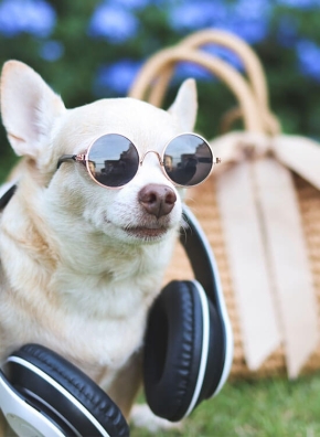 Un chihuahua blanc qui porte des lunettes avec un casque audio sur sa nuque.