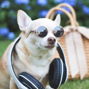 Un chihuahua blanc qui porte des lunettes avec un casque audio sur sa nuque.