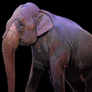 Un éléphant de cirque