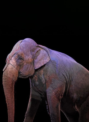 Un éléphant de cirque