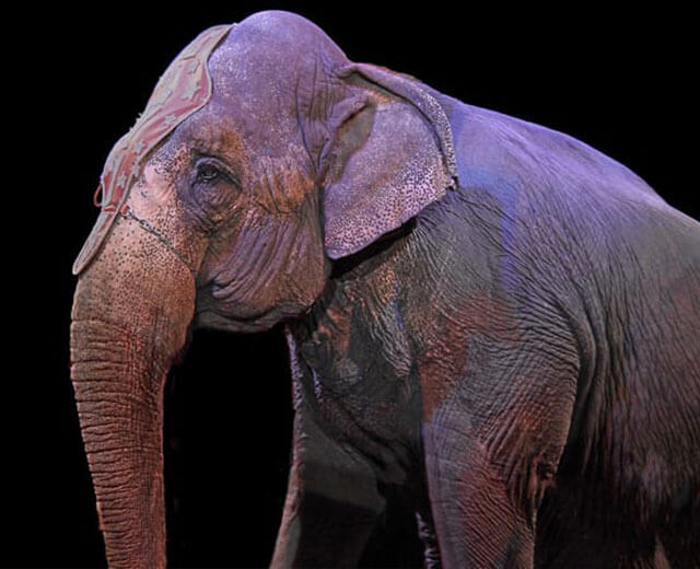 Un éléphant de cirque
