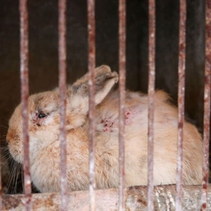 Un lapin mal en point derrière des barreaux.
