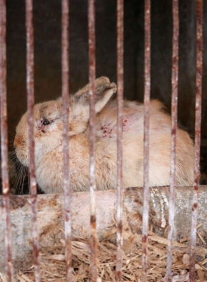 Un lapin mal en point derrière des barreaux.