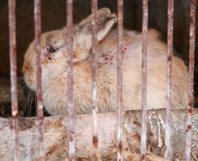 Un lapin mal en point derrière des barreaux.