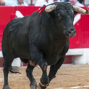 Un taureau noir dans une arène de corrida