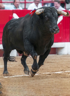 Un taureau noir dans une arène de corrida