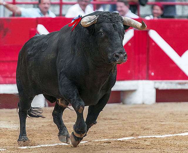 Un taureau noir dans une arène de corrida