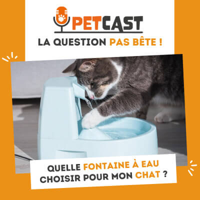 Chat domestique qui utilise une fontaine à eau