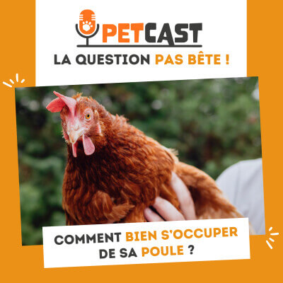 Poule domestique