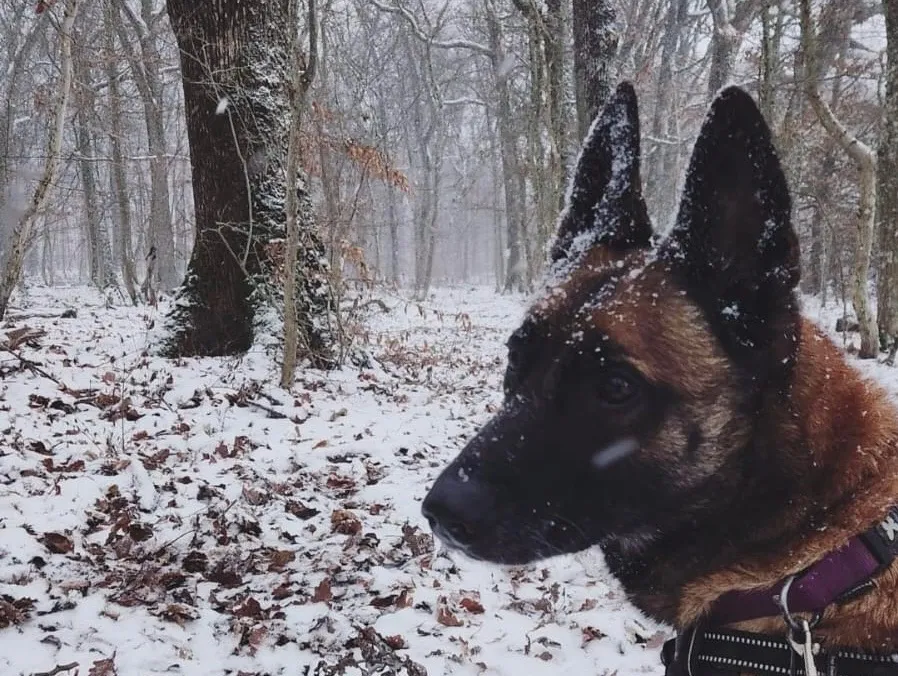 À l'adoption : Raidz