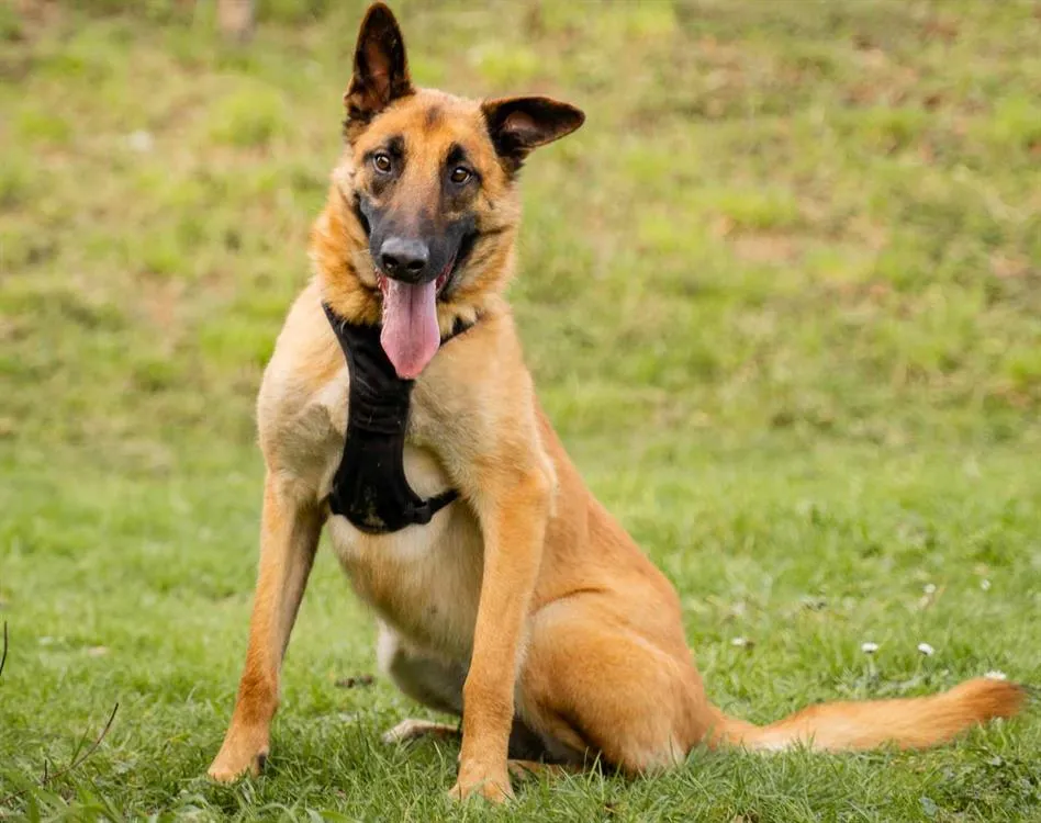 À l'adoption : Haru