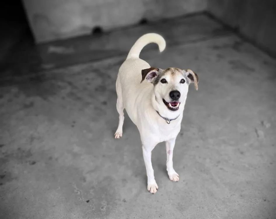 À l'adoption : Alpha