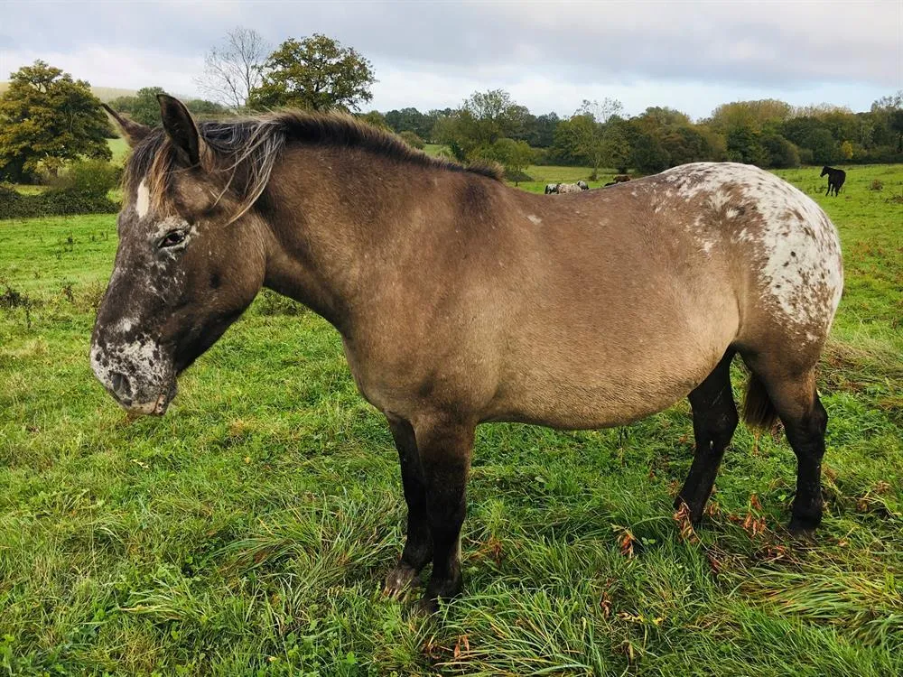 À l'adoption : Belreyne