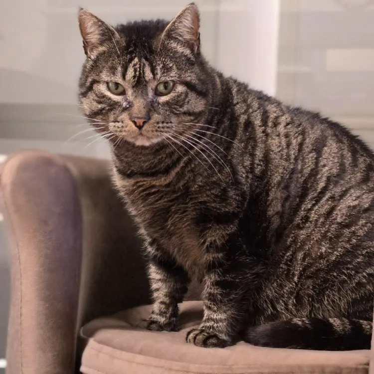 À l'adoption : Zanzibar