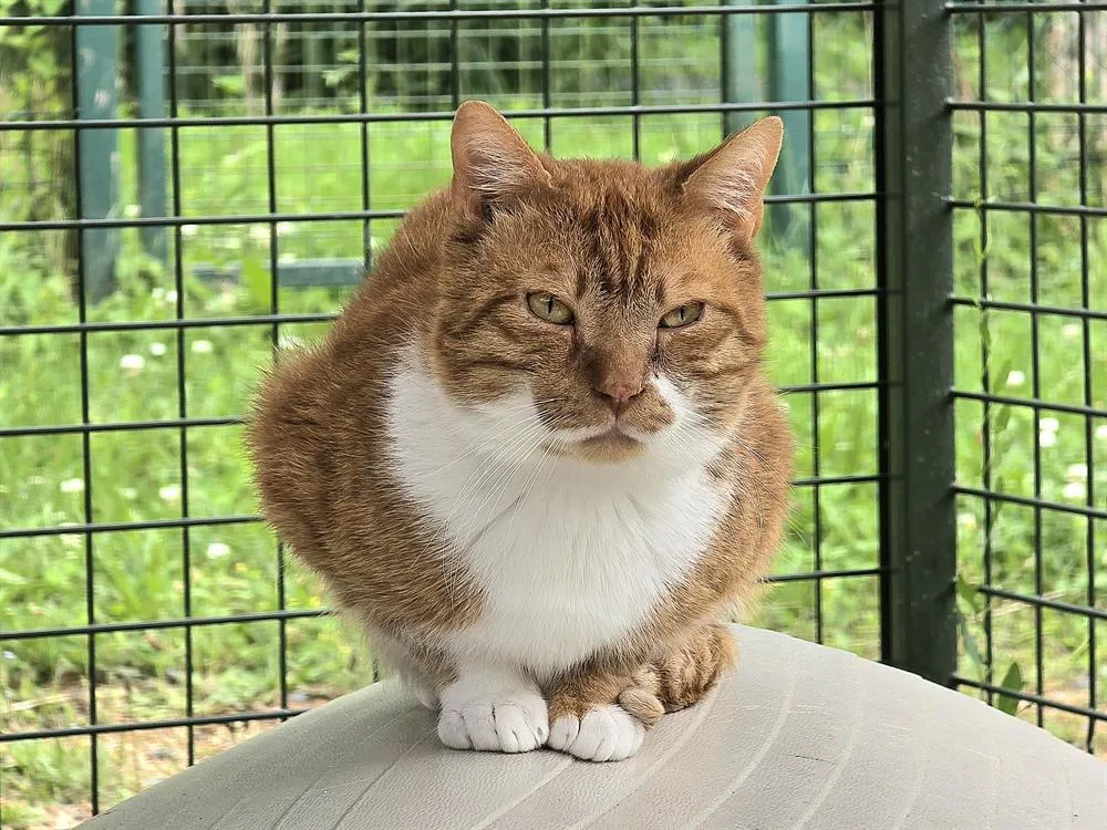 À l'adoption : Lulu