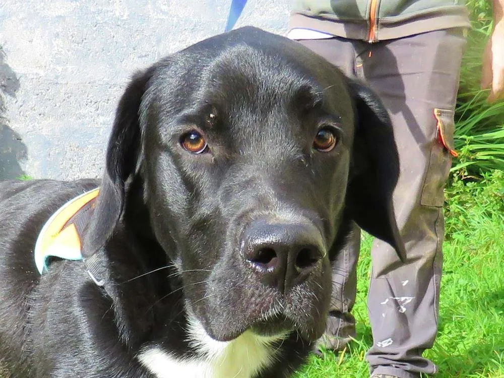 À l'adoption : Gamin