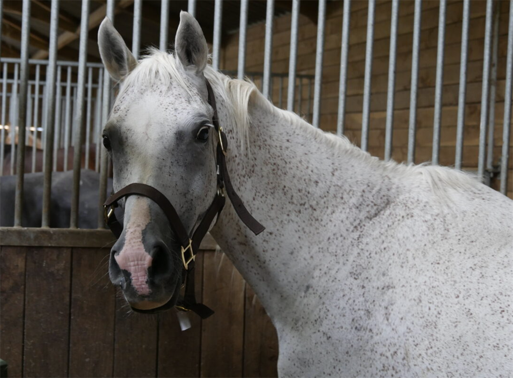 À l'adoption : Andalucia