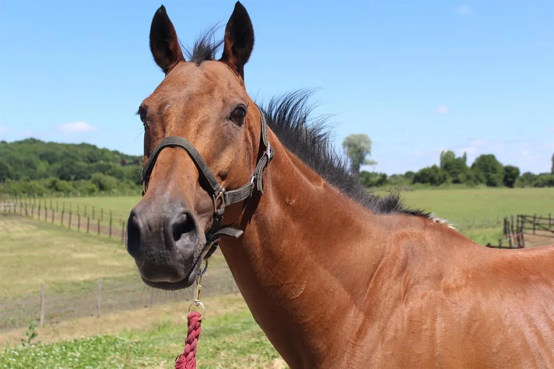 À l'adoption : Bhutan