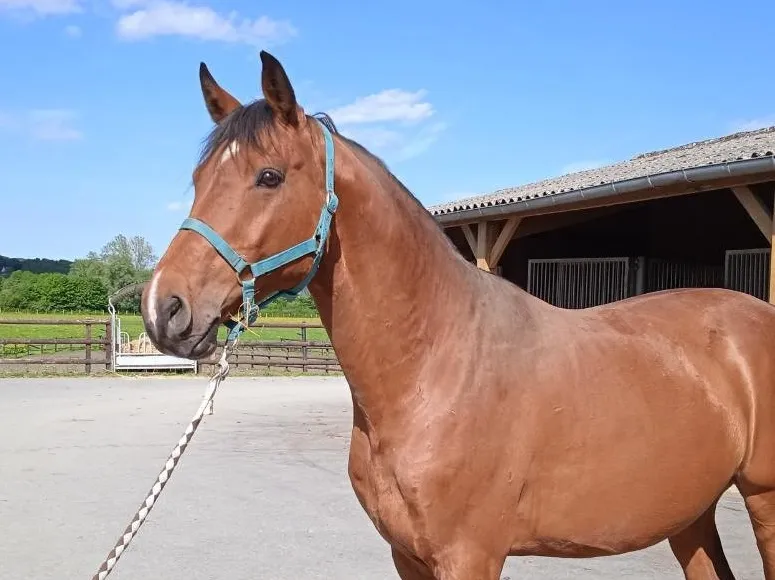 À l'adoption : Collino