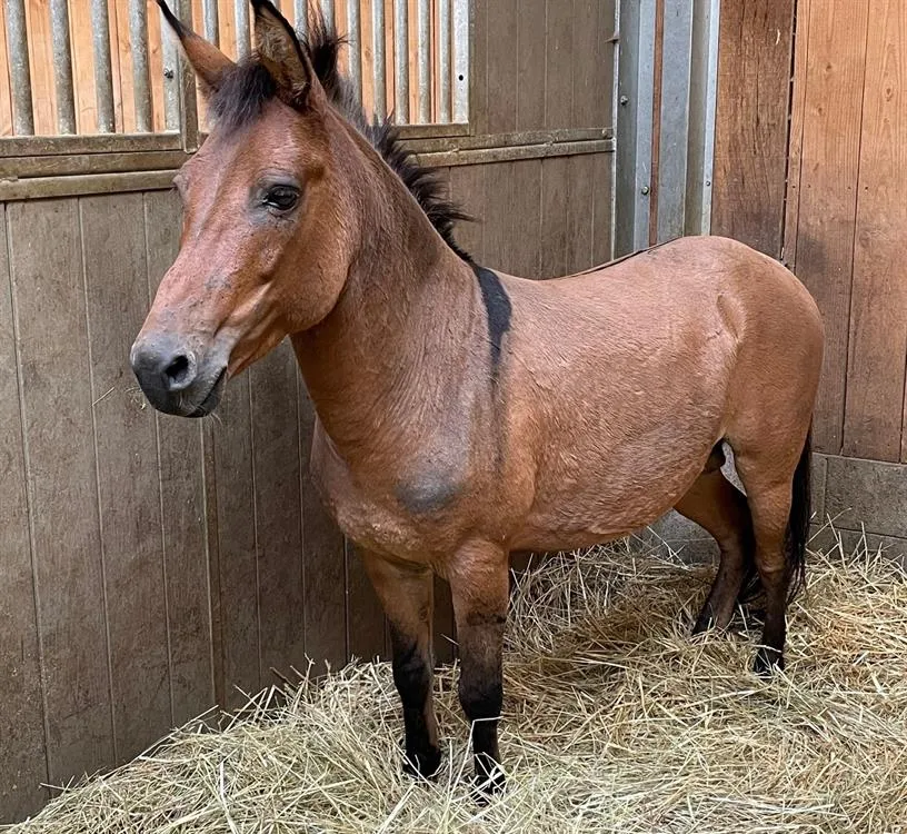 À l'adoption : Hatik