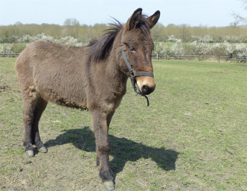 À l'adoption : Nino