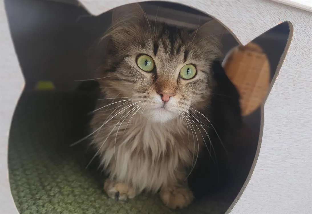 À l'adoption : Tigrou (Reserve)