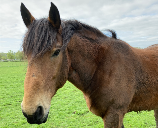 À l'adoption : Nougaro