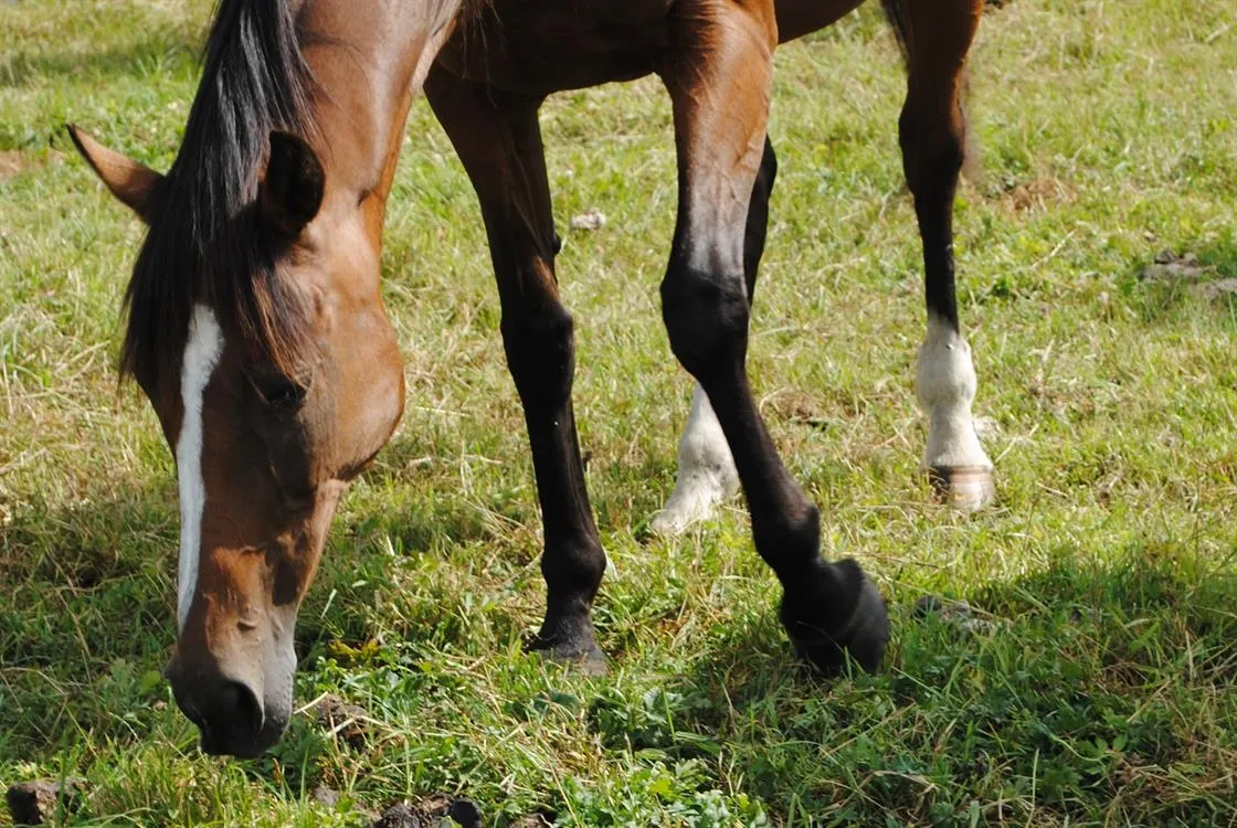 À l'adoption : Legende
