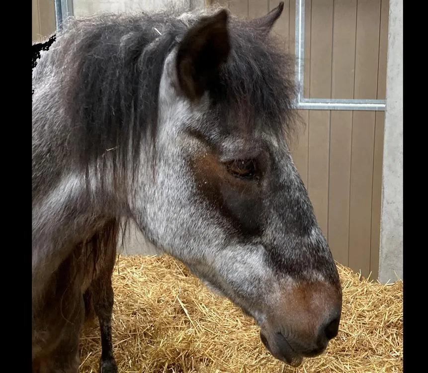 À l'adoption : Isroon