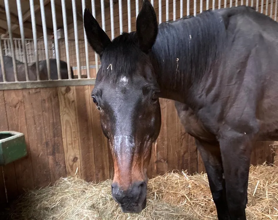 À l'adoption : Rougenoir