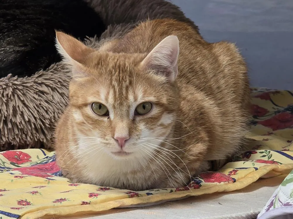 À l'adoption : Charlie