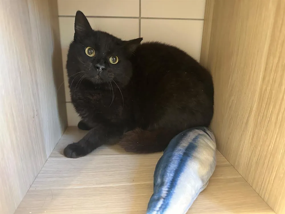 À l'adoption : Pika