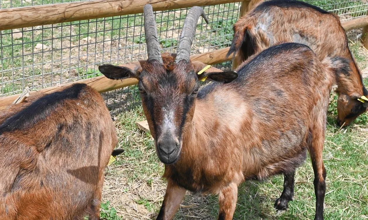 À l'adoption : Festival