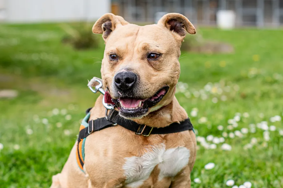 À l'adoption : Oslo