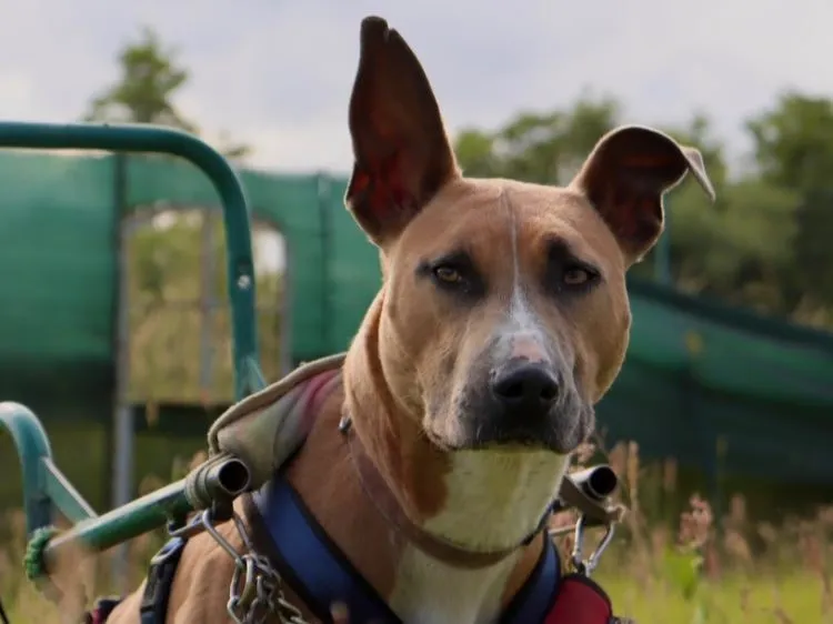 À l'adoption : Unou