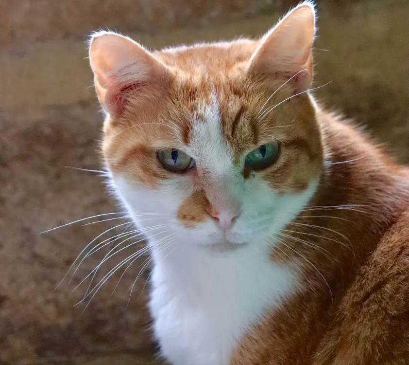 À l'adoption : Sushi