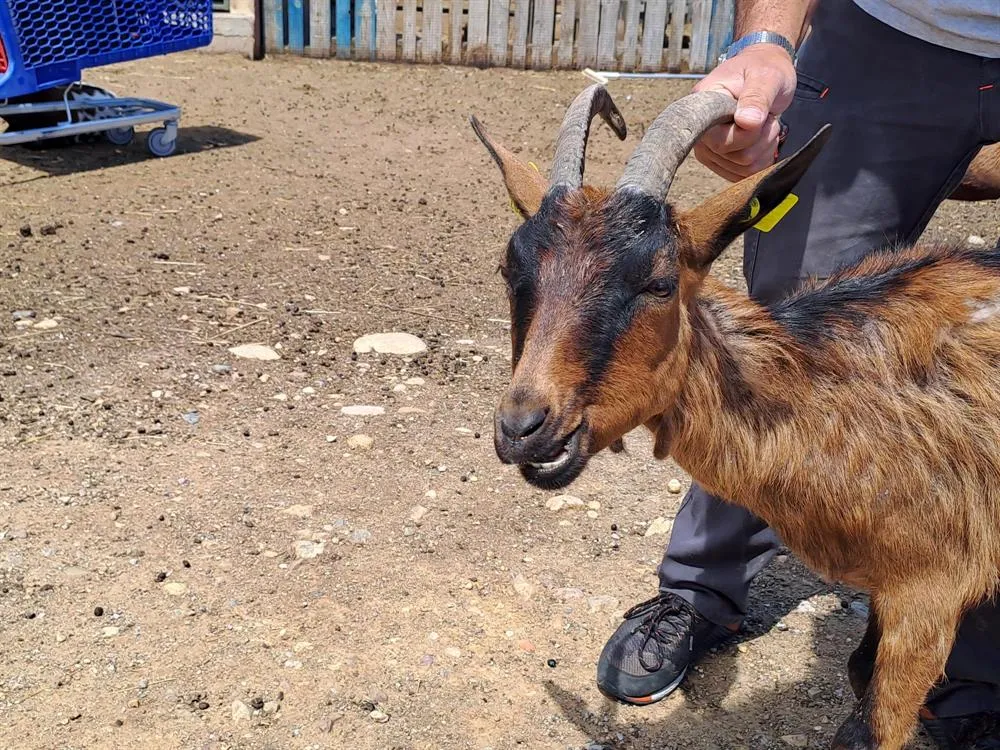 À l'adoption : Vasanta