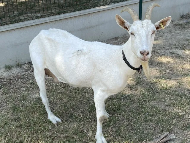 À l'adoption : Tiana (Fr 43374620109)