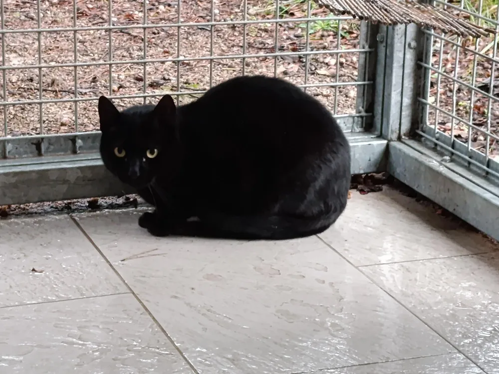 À l'adoption : Bloock