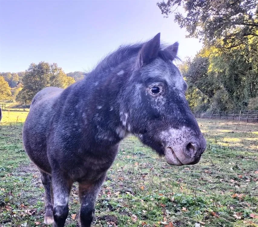À l'adoption : Calin 23