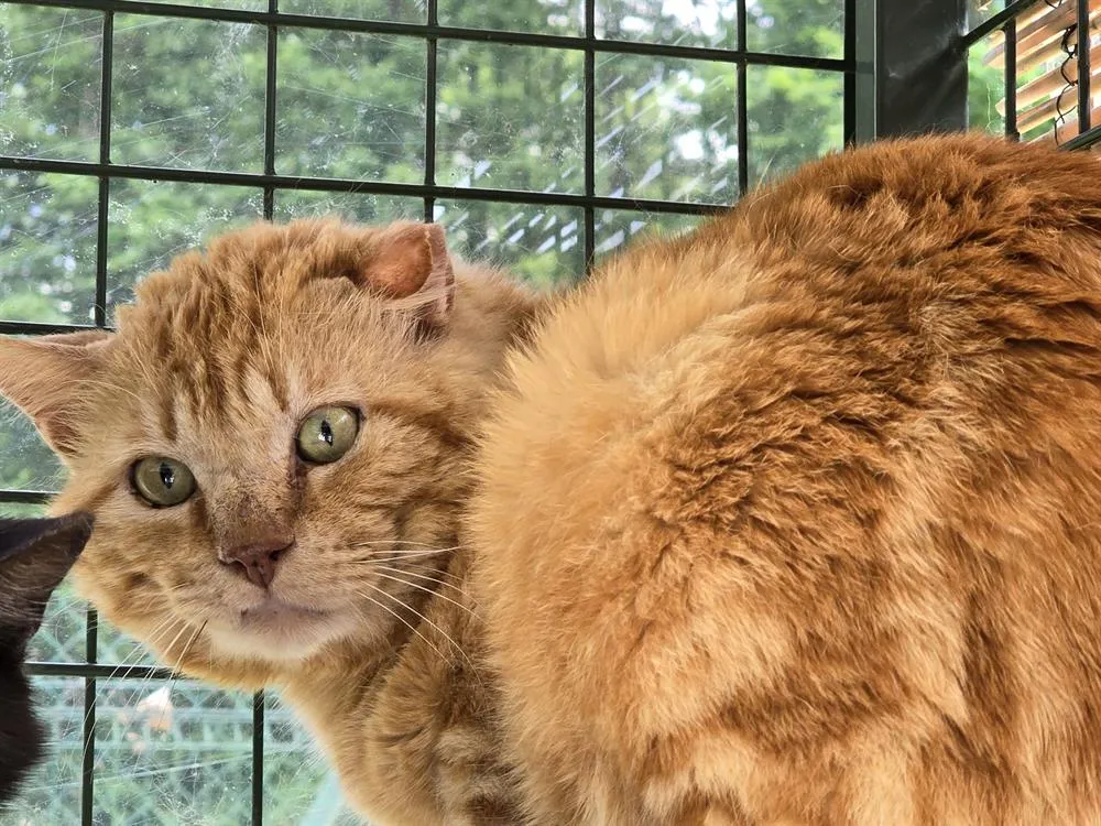 À l'adoption : Mike