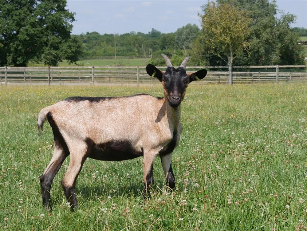 À l'adoption : Nanni
