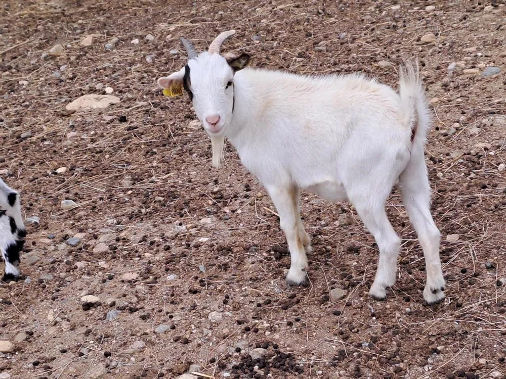 À l'adoption : Facebook