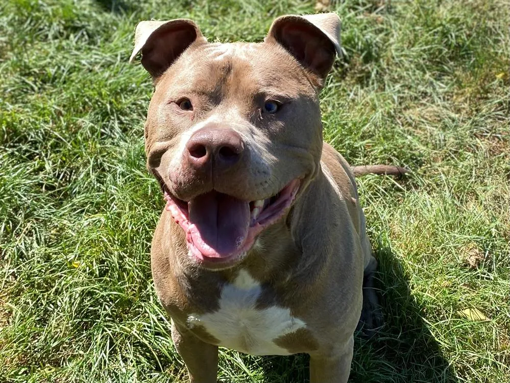 À l'adoption : Szeus Caa12760