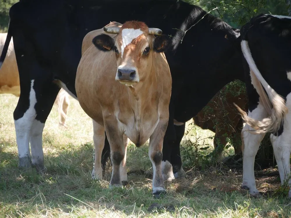 À l'adoption : Snakefly