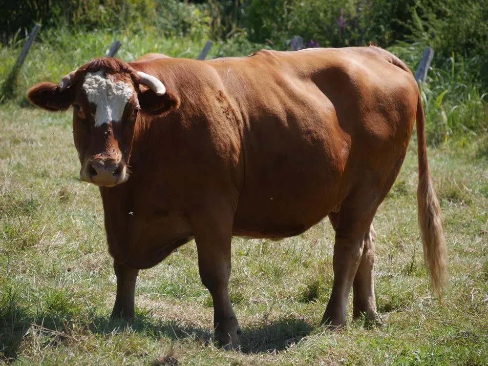 À l'adoption : Dragonfly