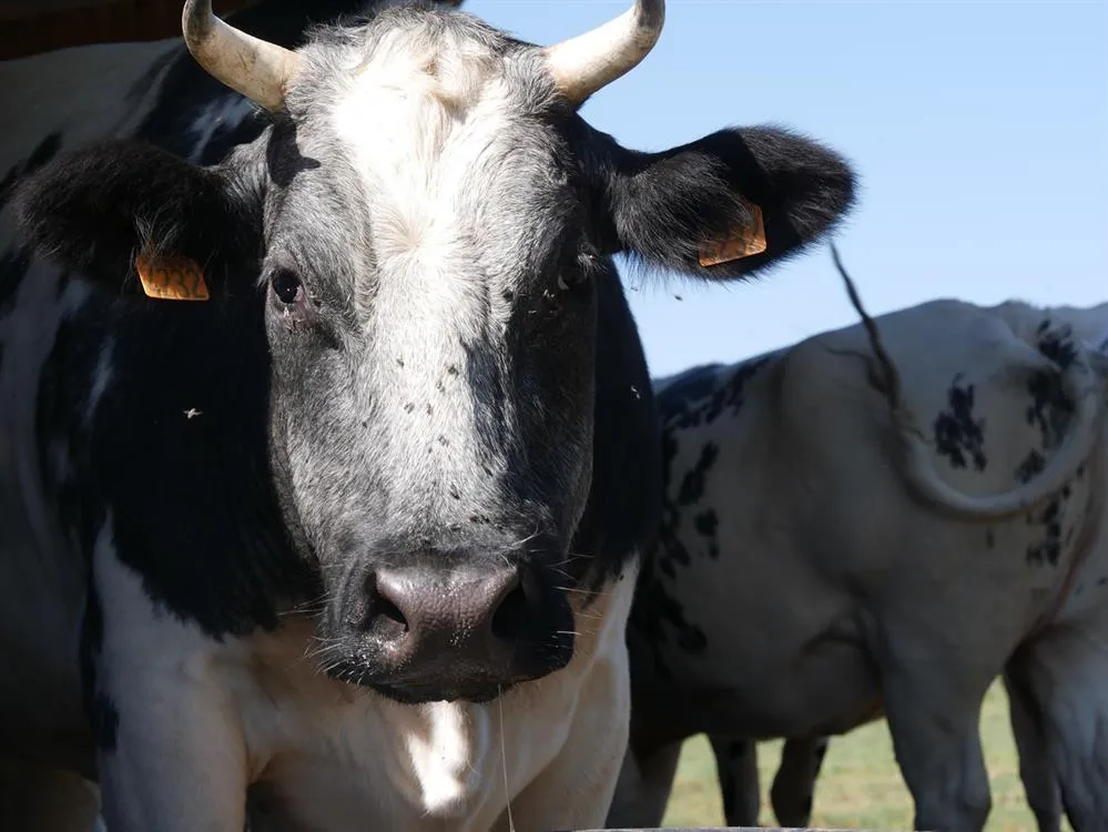 À l'adoption : Soraya